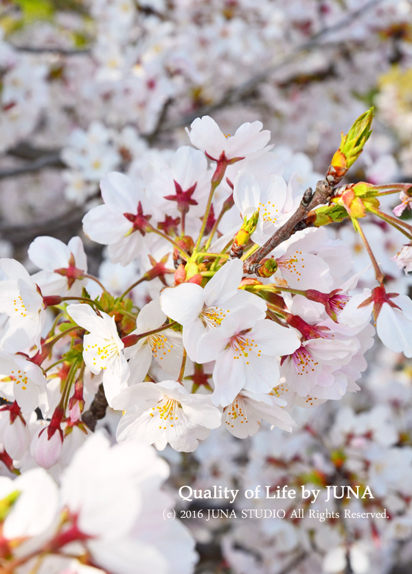 sakura04161a