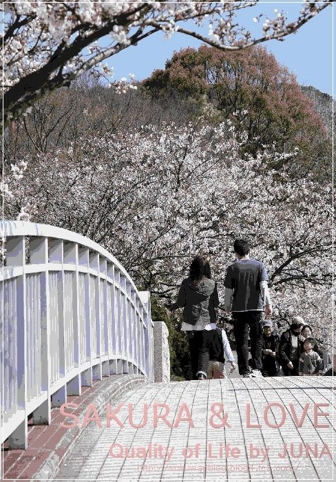 sakura201011.jpg