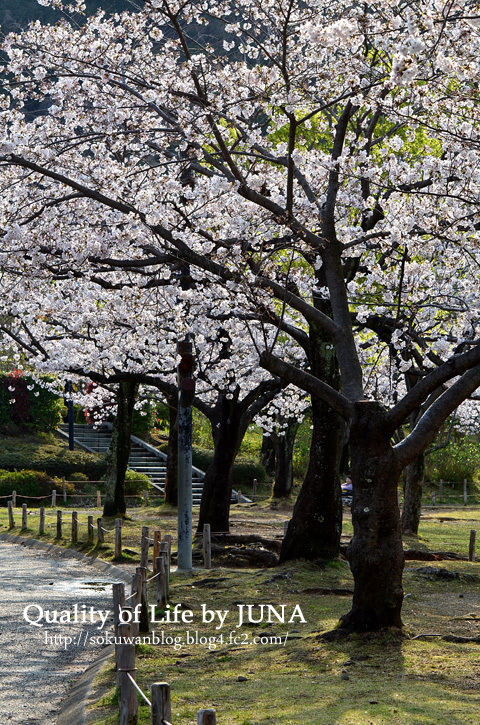 sakura20113.jpg