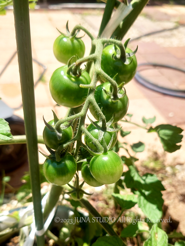 tomato0623