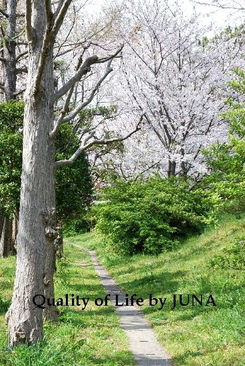 sakura-h.jpg