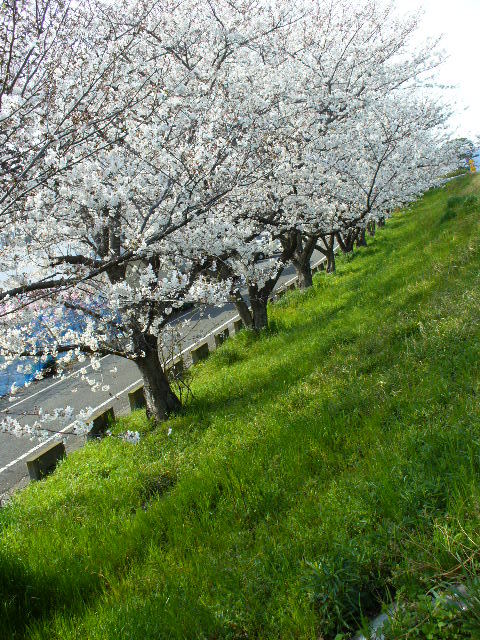 P1100071.jpg