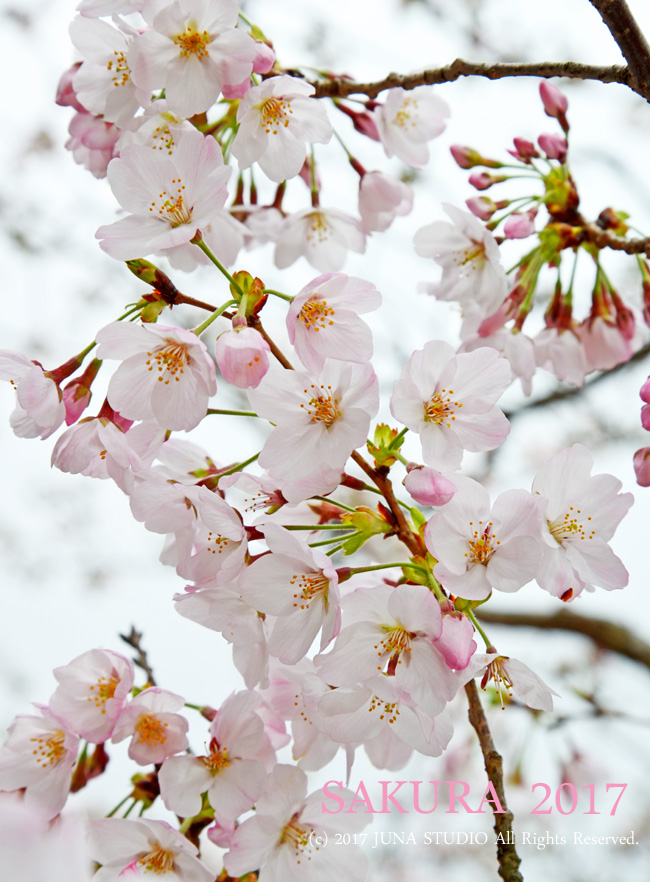 2017 桜