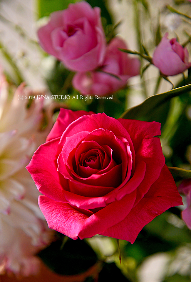 rose02191