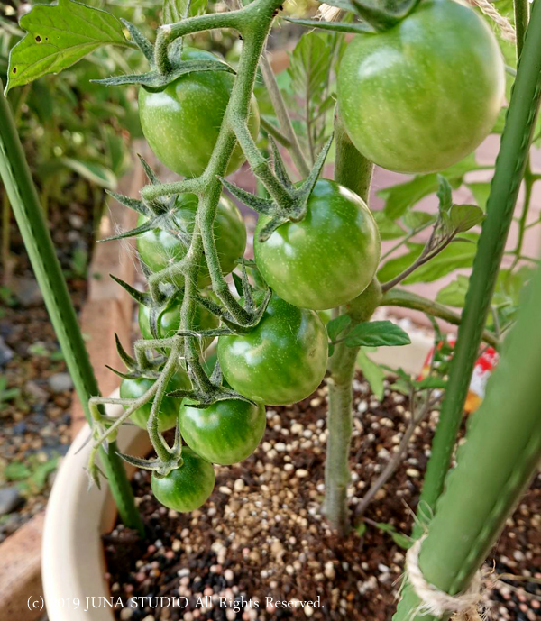 veg06191
