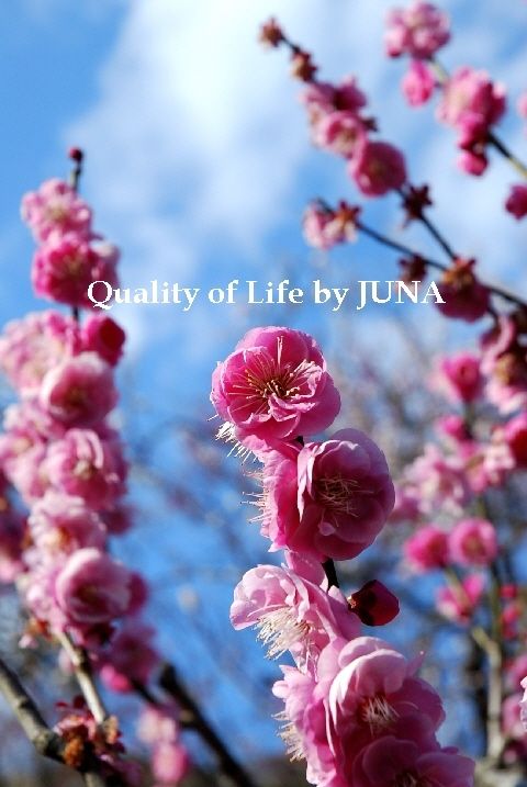 JUNAっちギャラリー♪　梅の花編