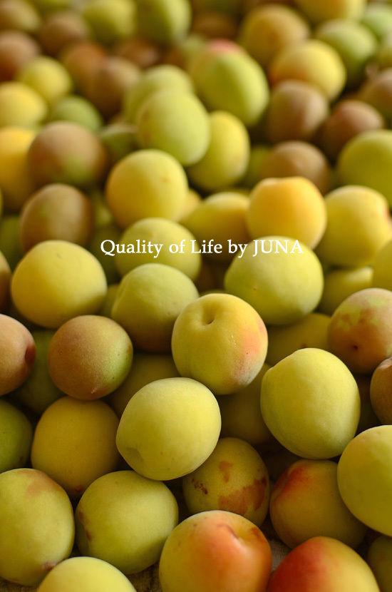 ume06123.jpg