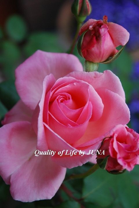 rose53b.jpg