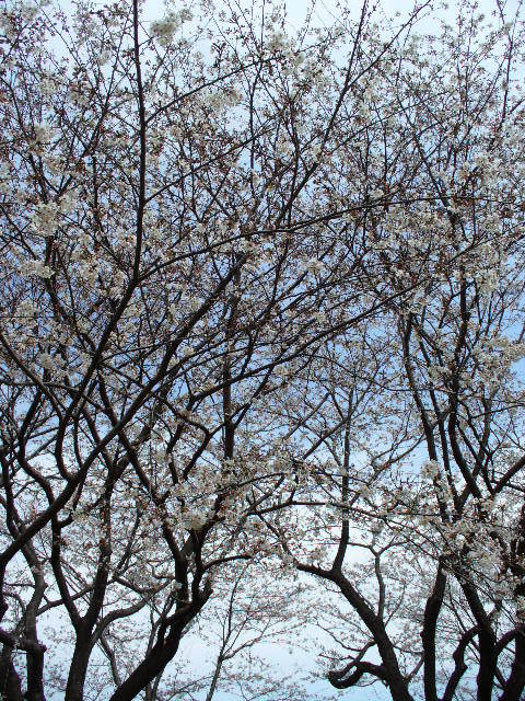 P1090969.jpg