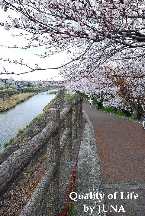 200941sakura7.jpg
