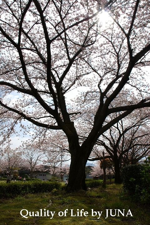sakura-d.jpg