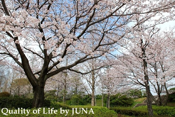 sakura-b.jpg