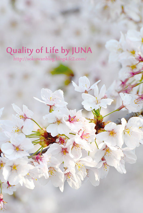 満開桜