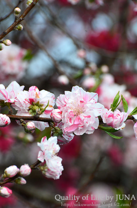 sakura22011.jpg