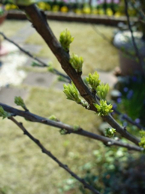 P1090919.jpg