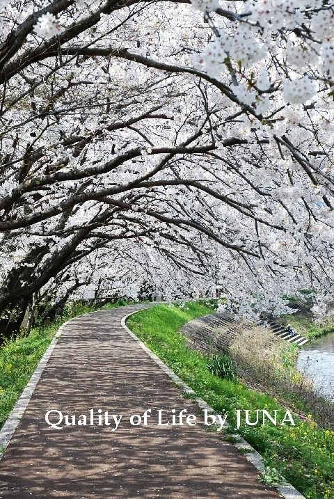 200941sakura2.jpg