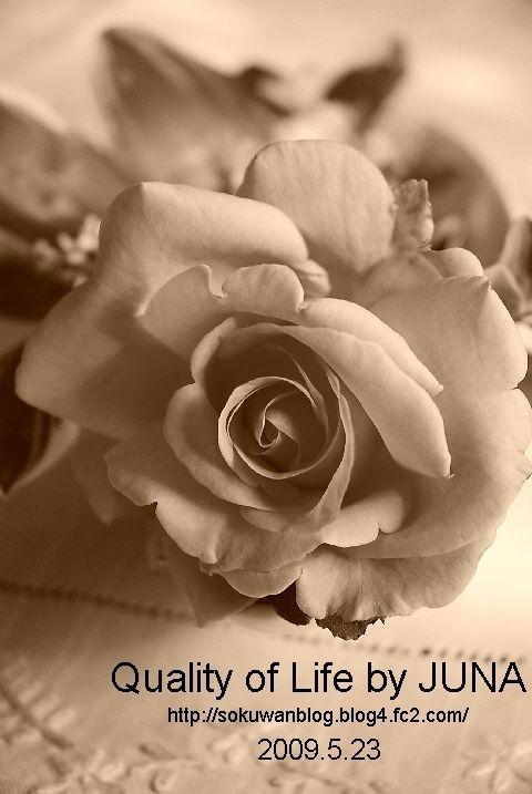 今年の一番バラ