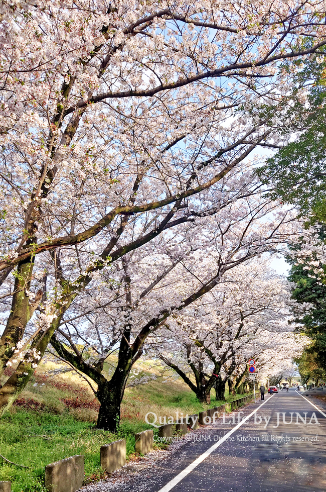 sakura0425a