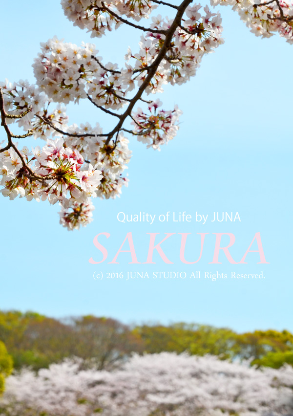 sakura04162