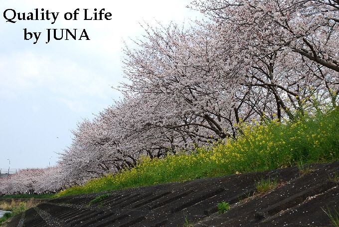 200941sakura5.jpg