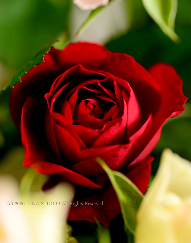 rose3