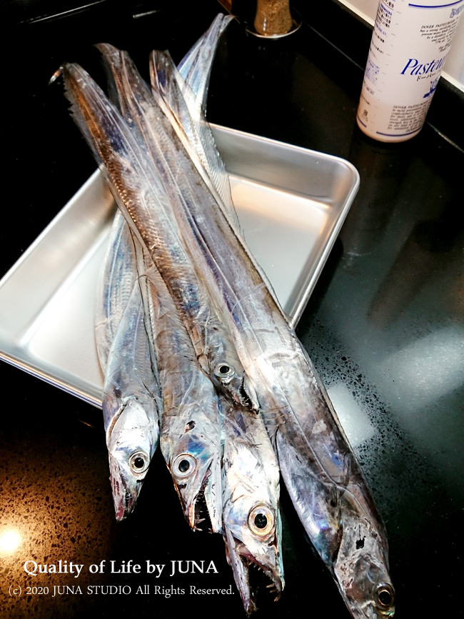 アニサキス 太刀魚