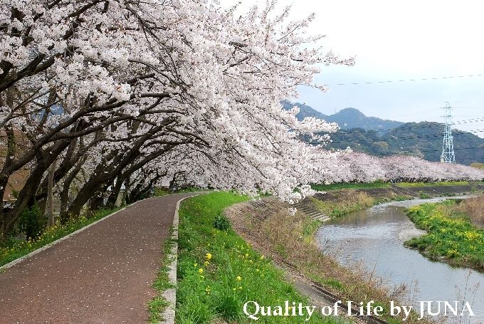 200941sakura8.jpg