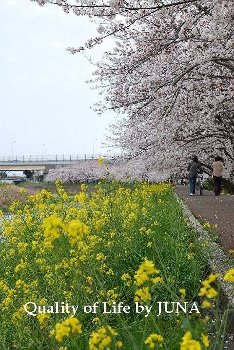 200941sakura6.jpg