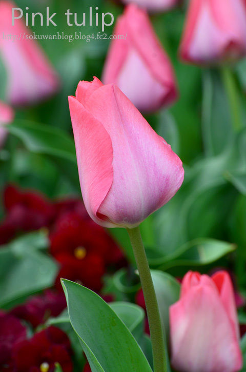 tulip2011p.jpg
