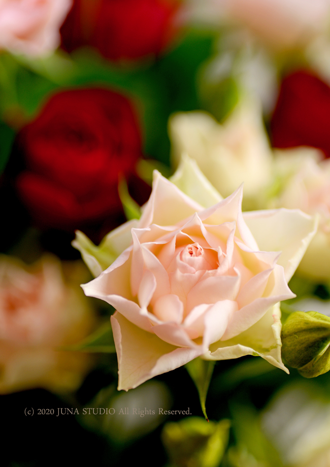 rose4