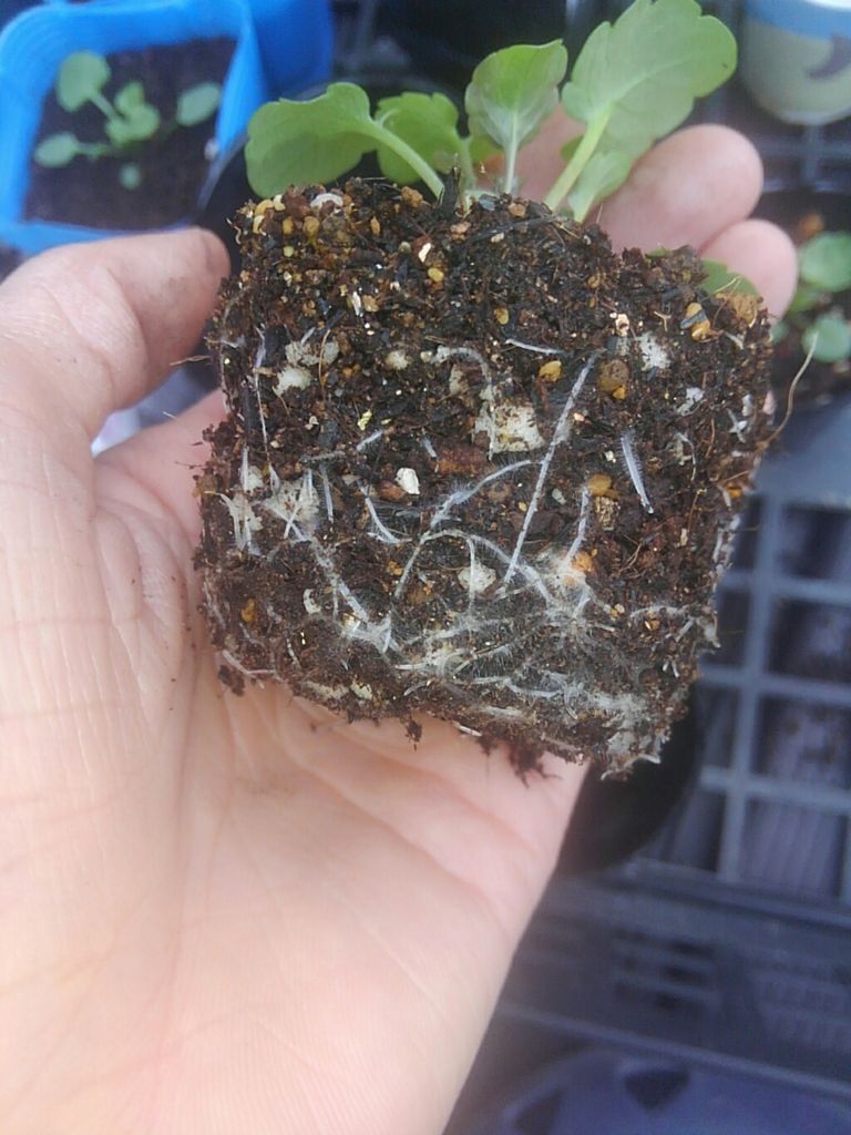 江原ビオラ 植え替え 種から育てるガーデニング 江原ビオラ 植え替え 種から育てるガーデニング