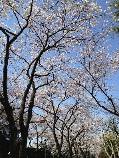お花見11