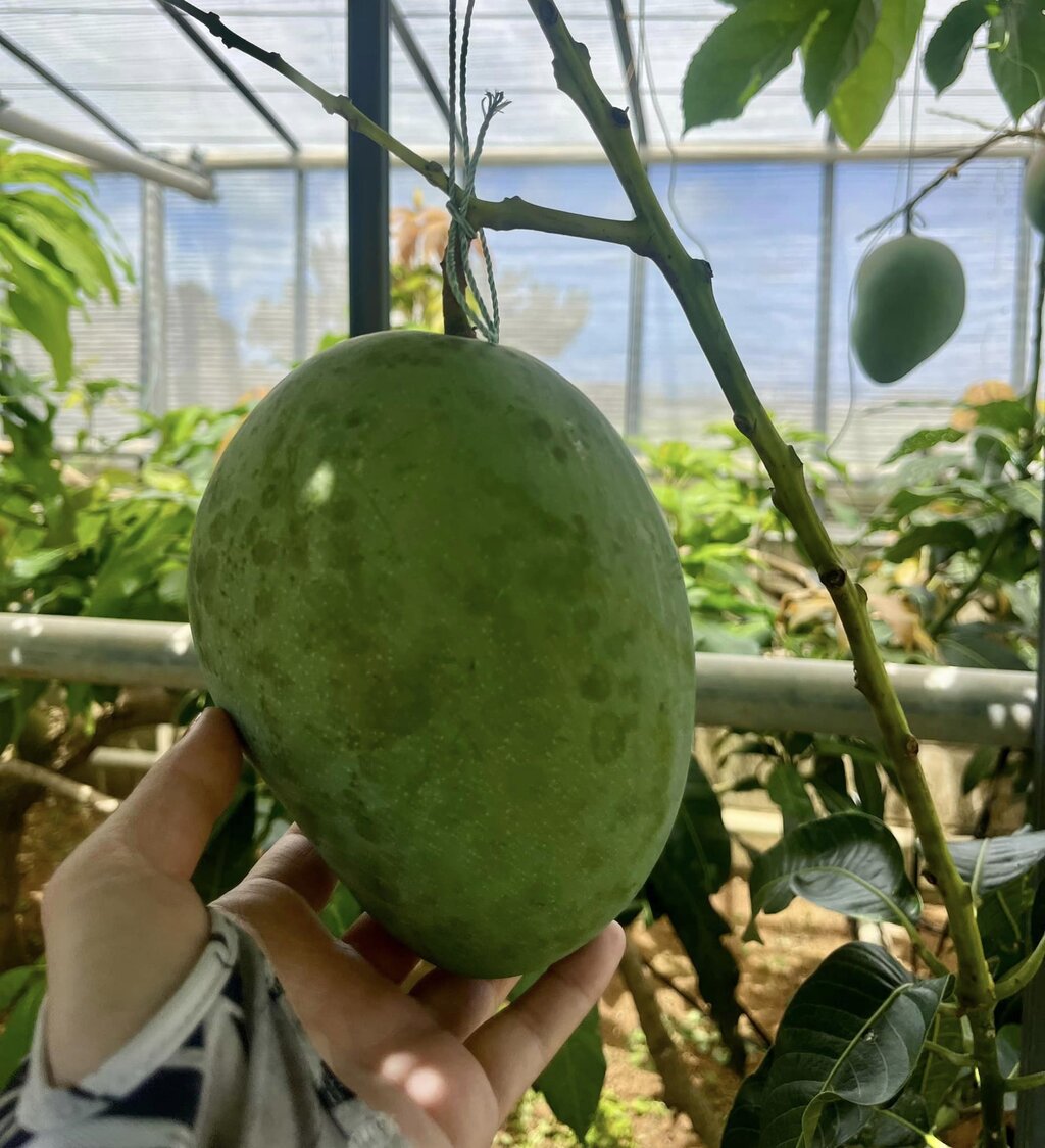 キーツマンゴー