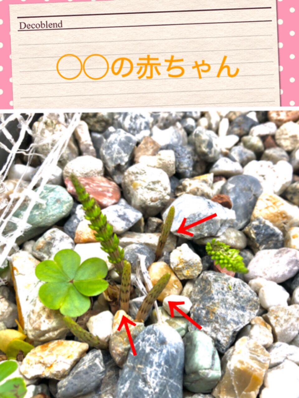 庭で採れたての 春の味 をいただく いつでも喜怒哀楽ブログ