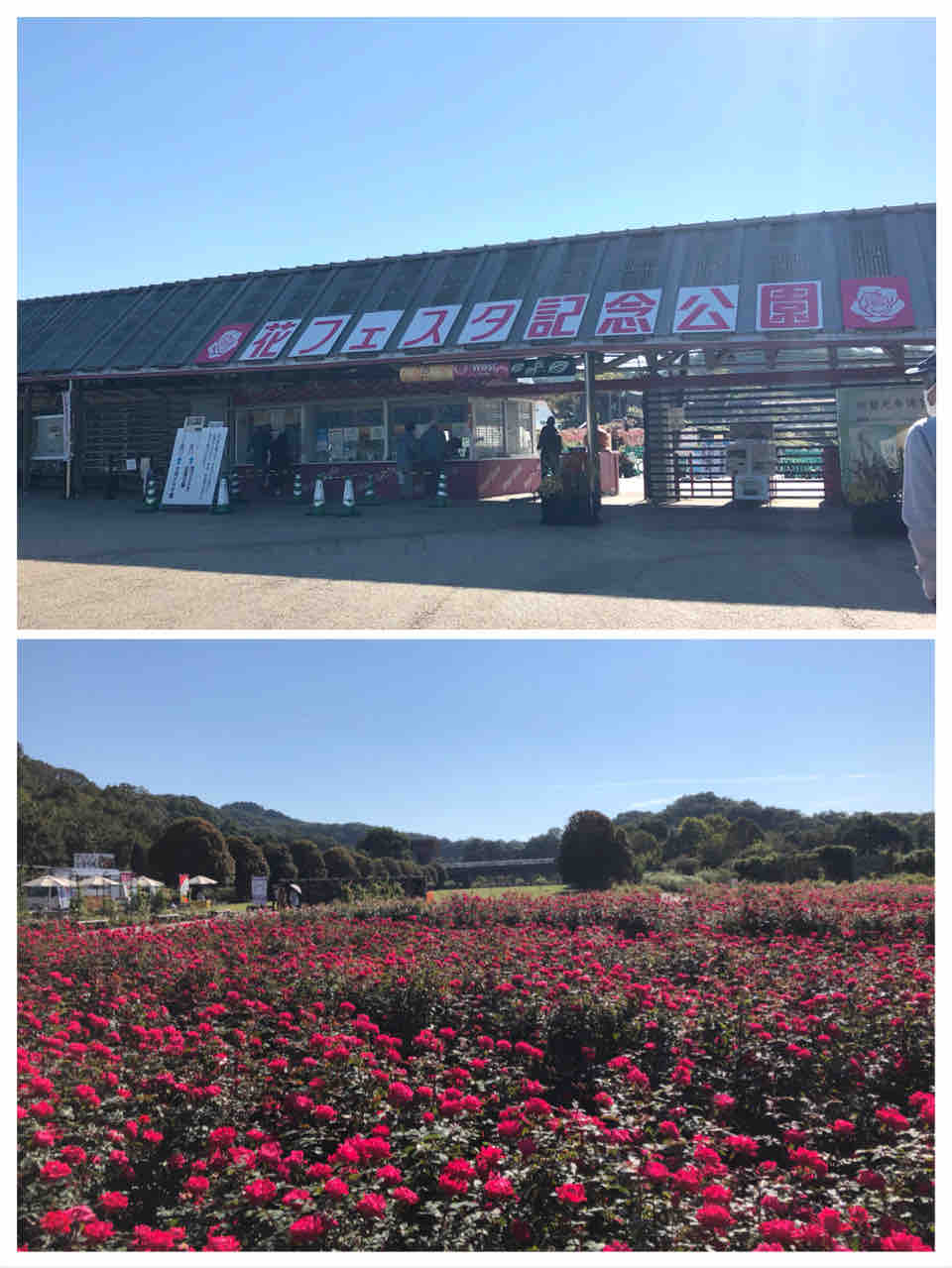 岐阜県 秋のバラ園満開っ 花フェスタ記念公園へ行く いつでも喜怒哀楽ブログ