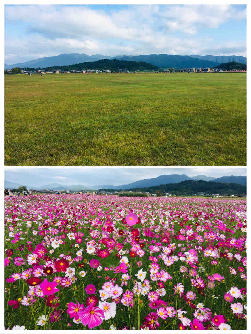 奈良県 コスモスを巡る旅 その3 藤原宮跡の絶景 いつでも喜怒哀楽ブログ
