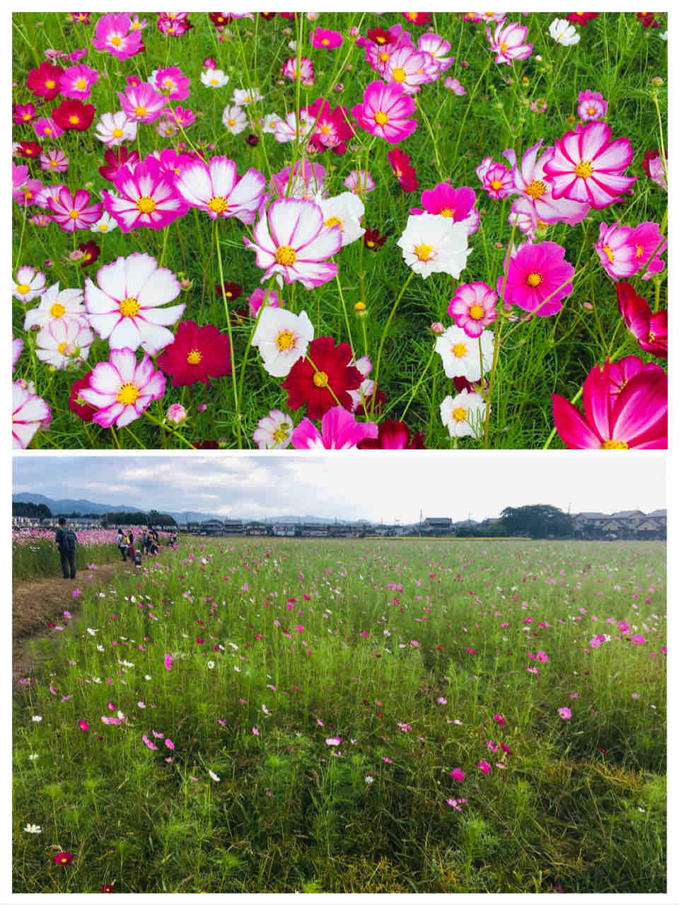 奈良県 コスモスを巡る旅 その3 藤原宮跡の絶景 いつでも喜怒哀楽ブログ