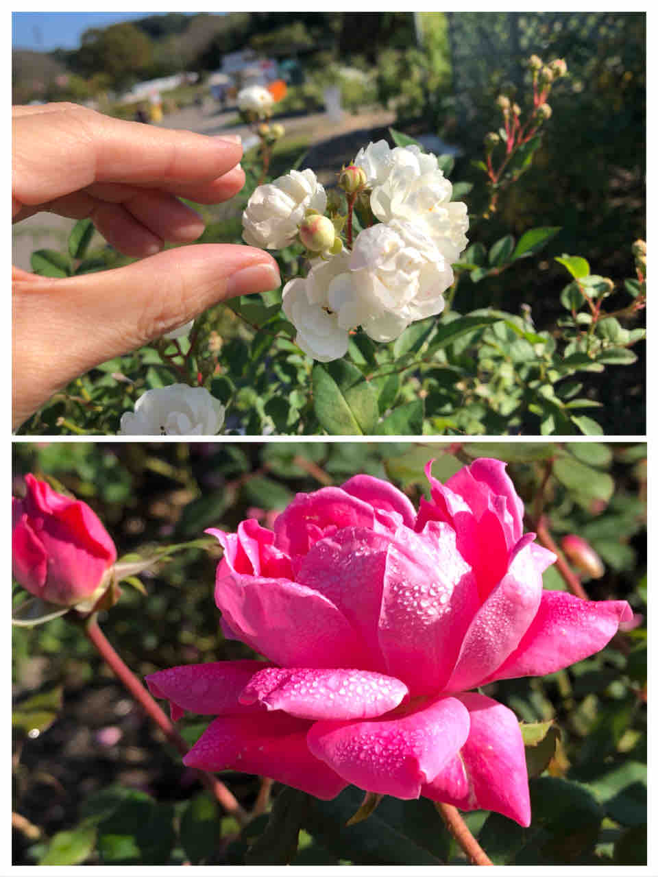 岐阜県 秋のバラ園満開っ 花フェスタ記念公園へ行く いつでも喜怒哀楽ブログ 岐阜県 秋のバラ園満開っ 花フェスタ記念公園へ行く いつでも喜怒哀楽ブログ