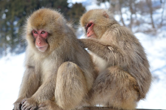 動画 めっちゃ掻くやんwwww ニュースタイル