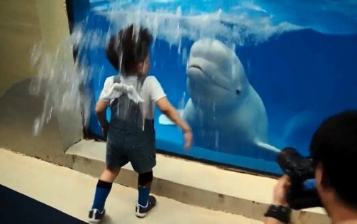 シロイルカによる噴霧を浴びた少年