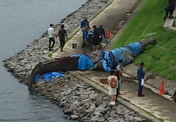 八潮団地で世界最大のワニ捕獲 ニュースタイル 八潮団地で世界最大のワニ捕獲 ニュースタイル