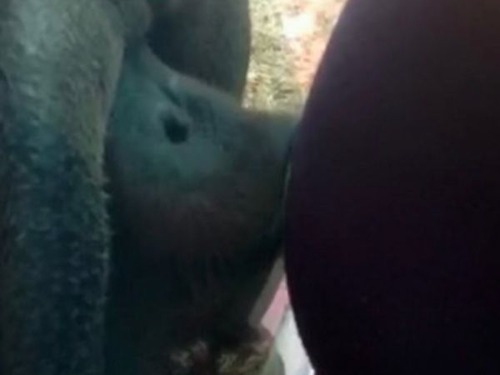 妊婦のお腹にキスする愛らしいオランウータン