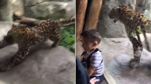 幼児を攻撃、ガラスに阻止されるヒョウ