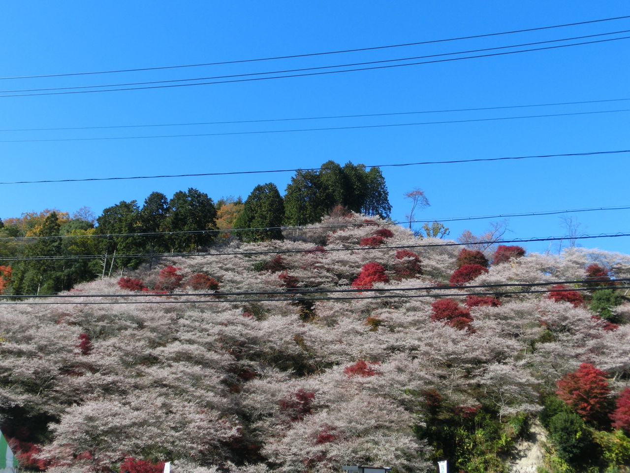 小原の四季桜満開ツーリング 岐阜県御嵩町のロードバイク マウンテンバイク専門店 ｔｏｍｏｓ トモス