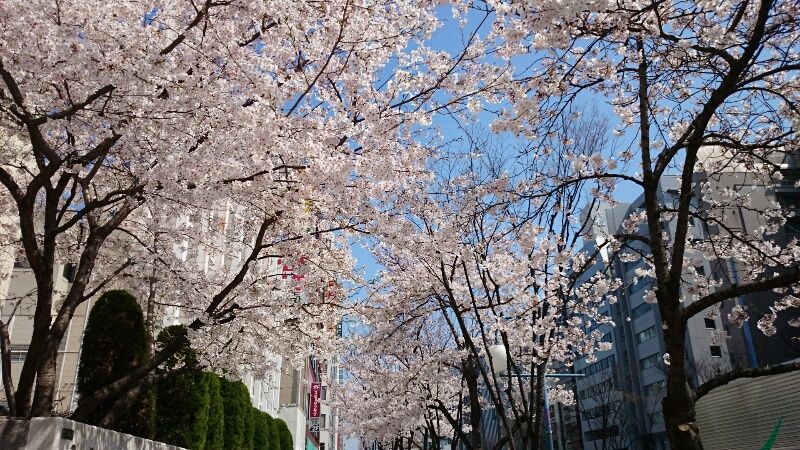 大阪天満宮 桜 Tomo San S どっかいきたい 大阪天満宮 桜 Tomo San S どっかいきたい