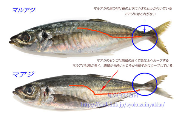 アジを食した話とアジの見分け方 釣活ブログ