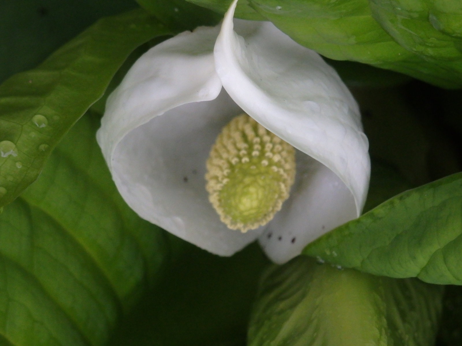 野山の草花 白馬山麓 19 5月 旅の記憶 遊民雑記 Tomoyaraのblog