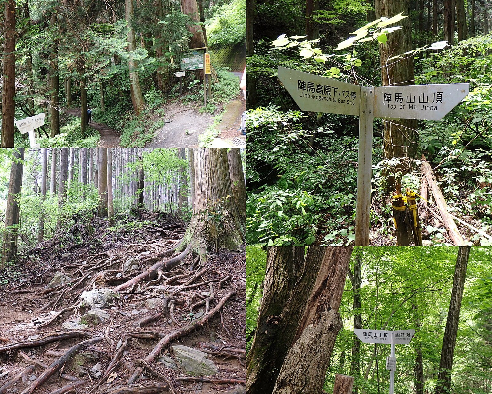 茶畑あちこち 相模原市藤野 佐野川地区 旅の記憶 遊民雑記 Tomoyaraのblog 茶畑あちこち 相模原市藤野 佐野川地区 旅の記憶 遊民雑記 Tomoyaraのblog