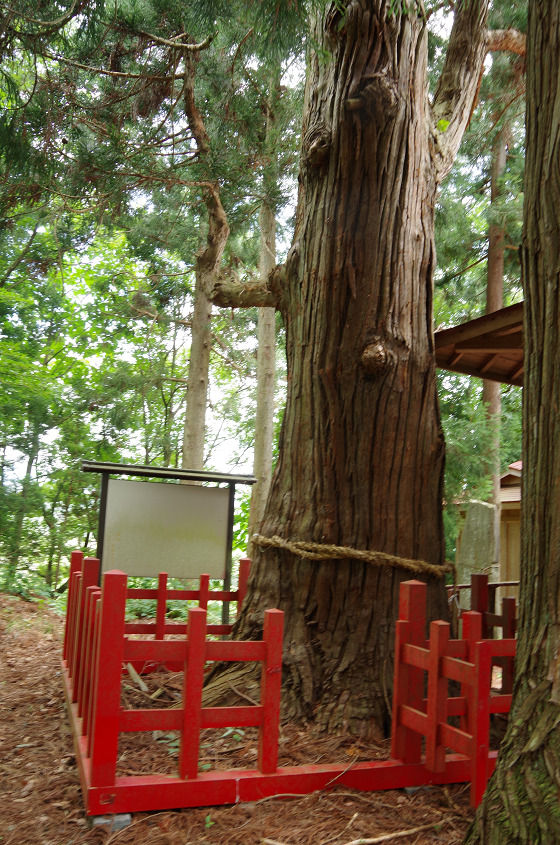 ハイキングさ あべじゃ:彦部愛宕神社の大杉