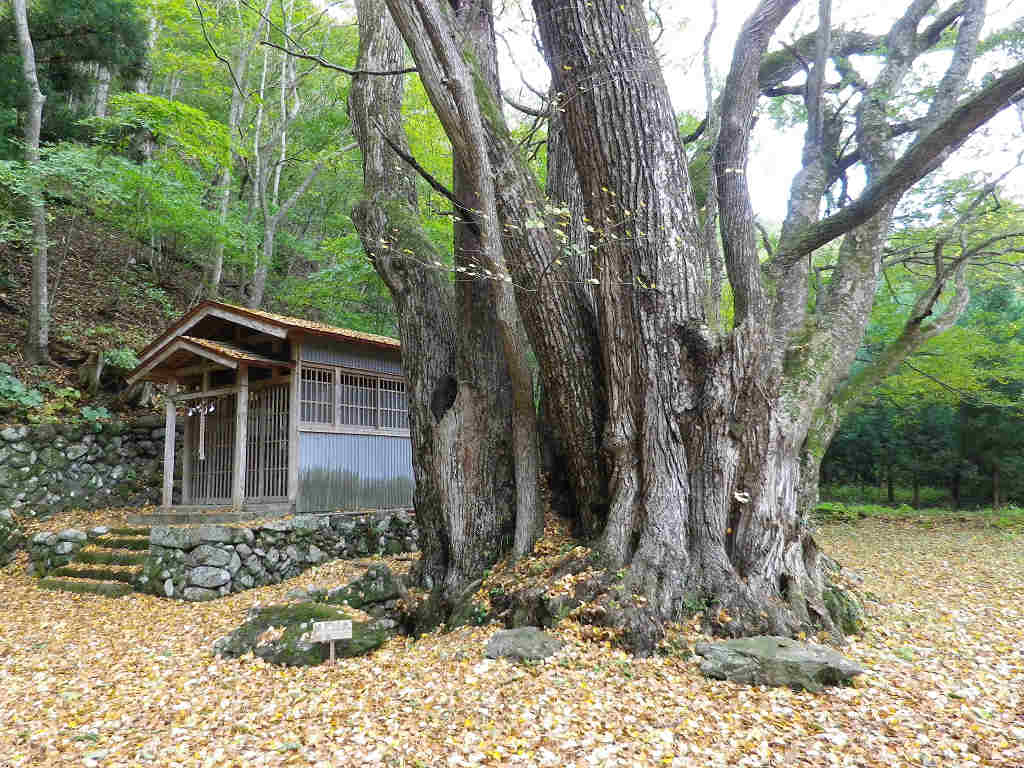 ハイキングさ あべじゃ鵜住居の明神かつら ハイキングさ あべじゃ鵜住居の明神かつら